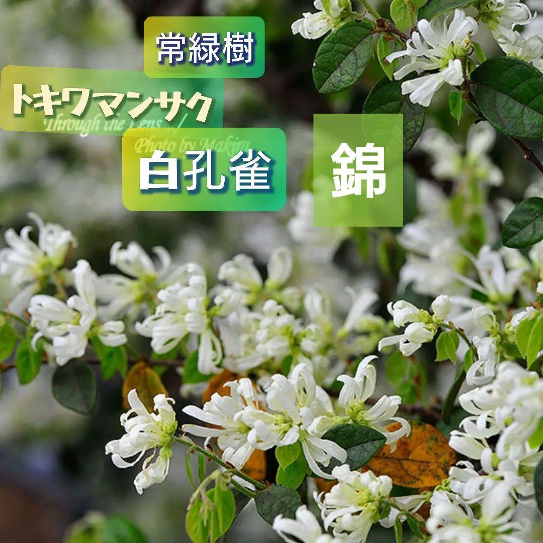 希少 宿根 常緑 多花 白花 常盤満作『白孔雀錦』1苗 土を落とさず