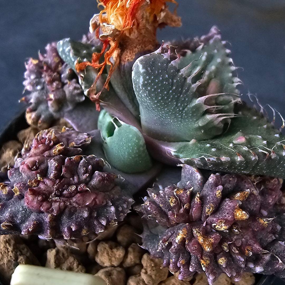 メルカリ便発送☆フォーカリア 紅蓮地獄ハイブリッドと大王波