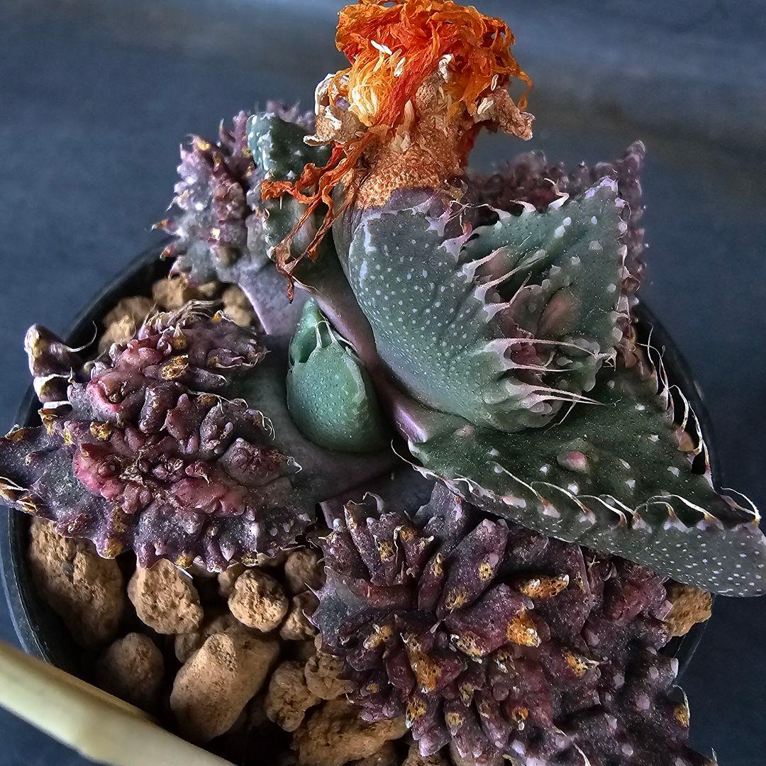 メルカリ便発送☆フォーカリア 紅蓮地獄ハイブリッドと大王波