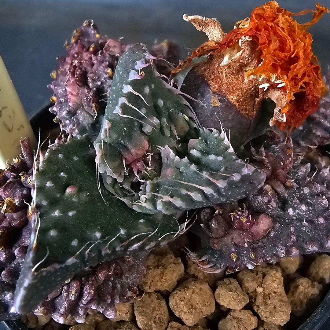 メルカリ便発送☆フォーカリア 紅蓮地獄ハイブリッドと大王波