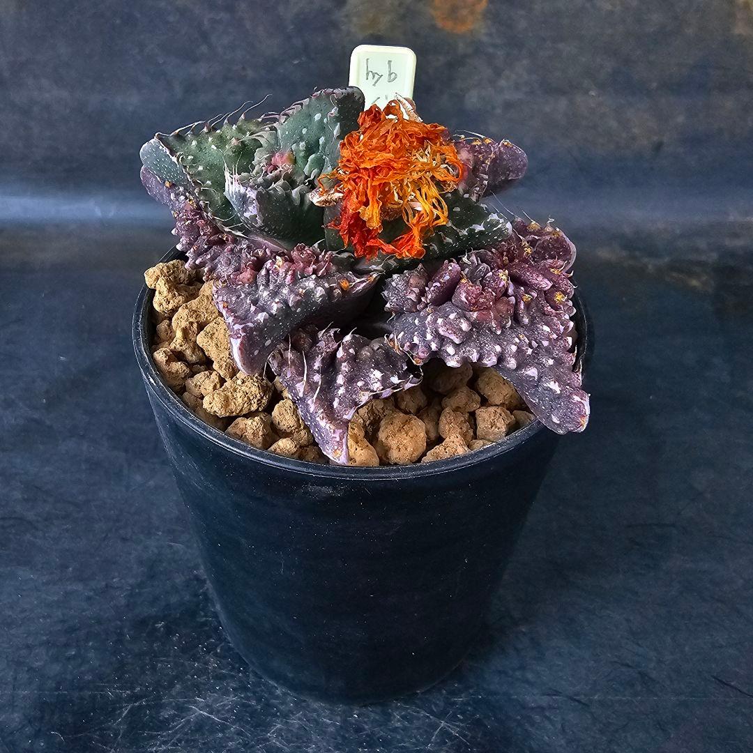 メルカリ便発送☆フォーカリア 紅蓮地獄ハイブリッドと大王波