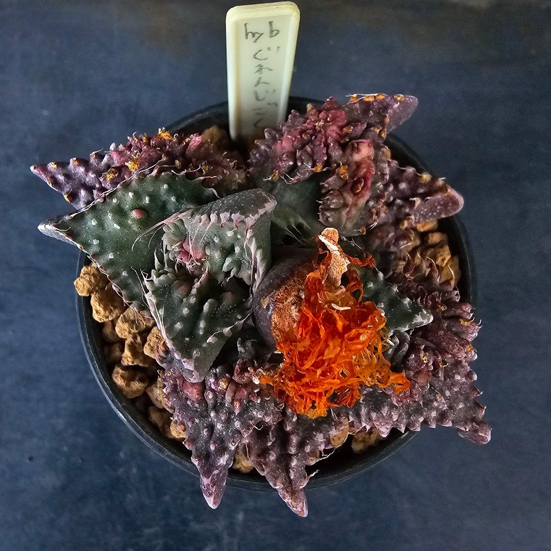 メルカリ便発送☆フォーカリア 紅蓮地獄ハイブリッドと大王波