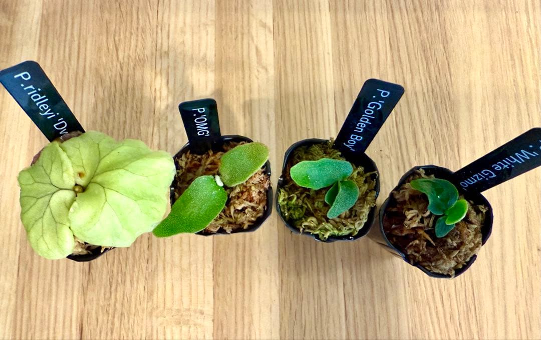 ビカクシダ　セット 金童　OMG　ホワイトギズモ　リドレイドワーフ