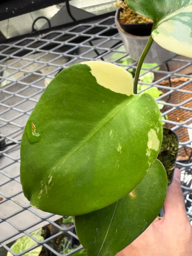 M*j様 新春スペシャル モンステラ ポンポン tc