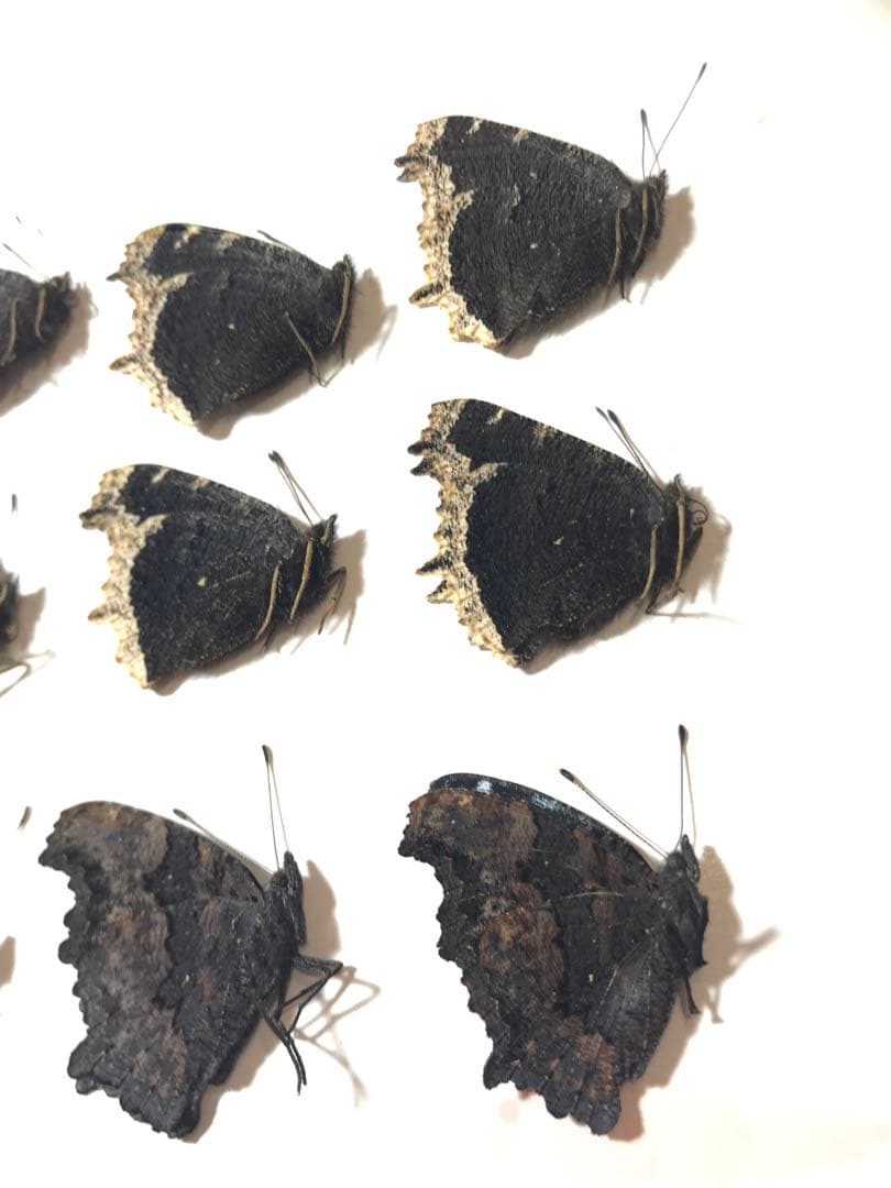 2025年産キベリタテハ11頭など - メルカリ