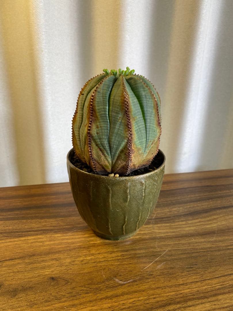 37d ハオルチア 多肉植物 金子短葉万象錦 自家繁殖