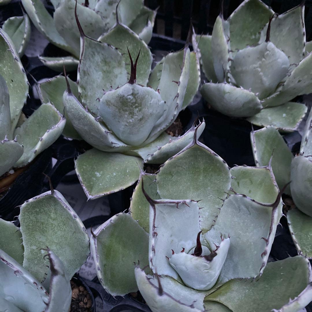 アガベ　パリートランカータ　メリクロン20個