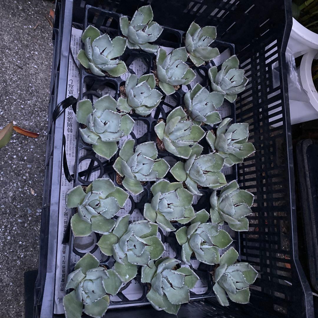 アガベ　パリートランカータ　メリクロン20個