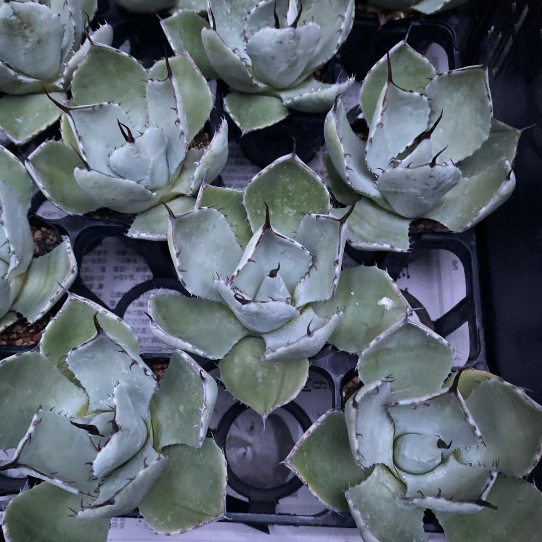 アガベ　パリートランカータ　メリクロン20個