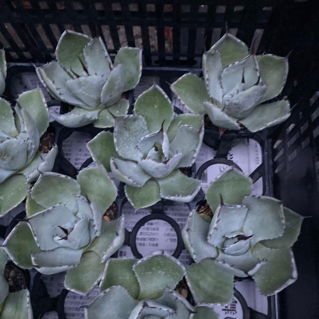 アガベ　パリートランカータ　メリクロン20個