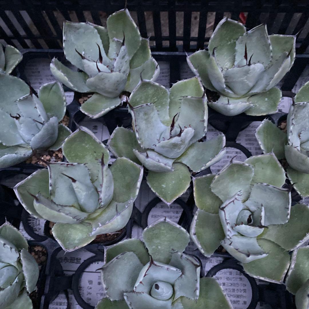 アガベ　パリートランカータ　メリクロン20個