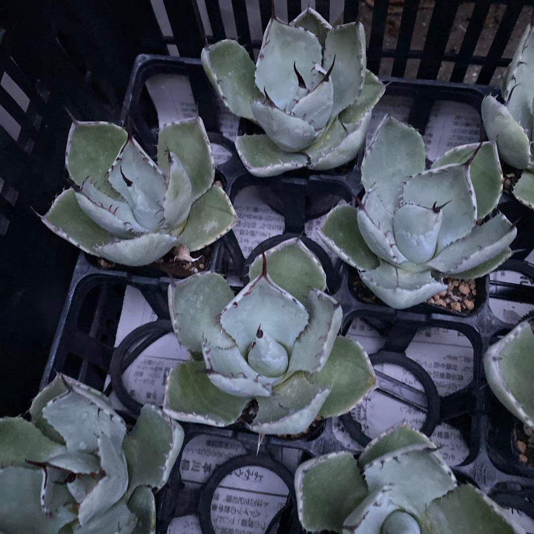 アガベ　パリートランカータ　メリクロン20個