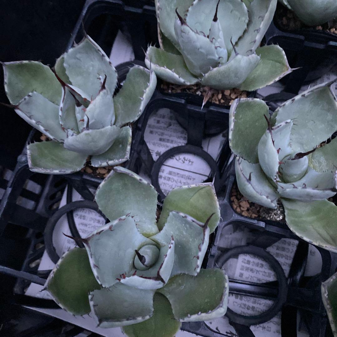 アガベ　パリートランカータ　メリクロン20個