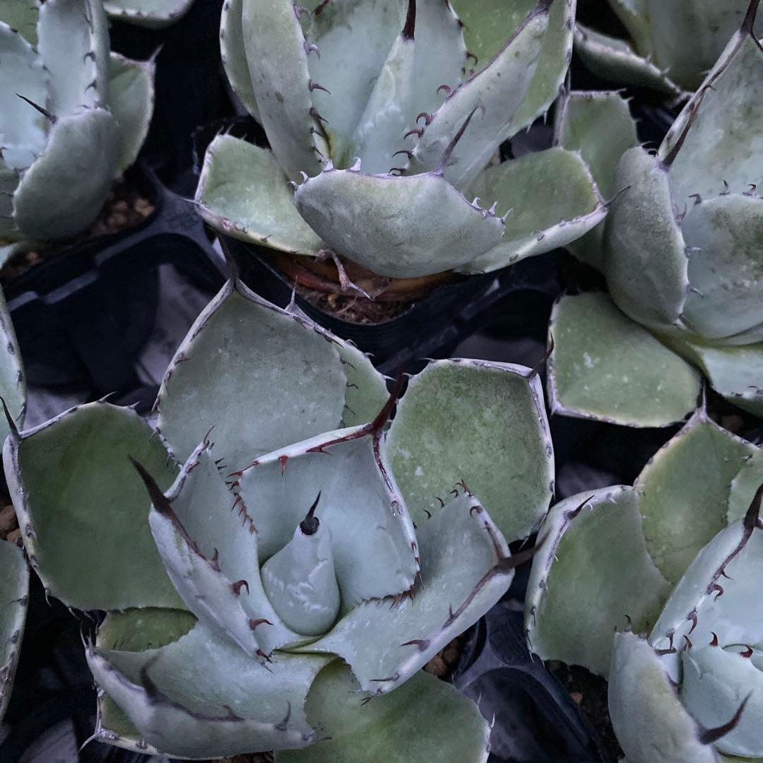 アガベ　パリートランカータ　メリクロン20個