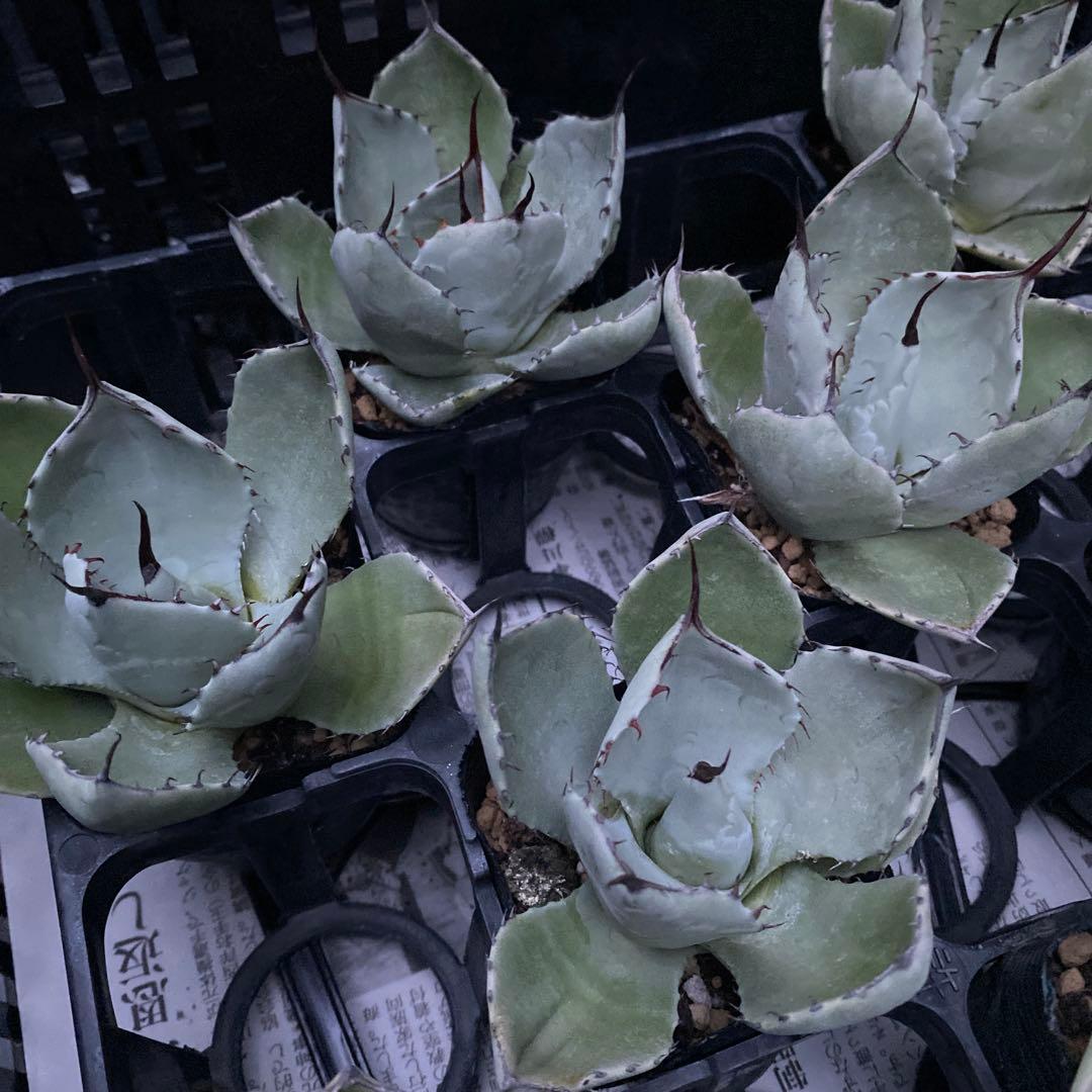 アガベ　パリートランカータ　メリクロン20個