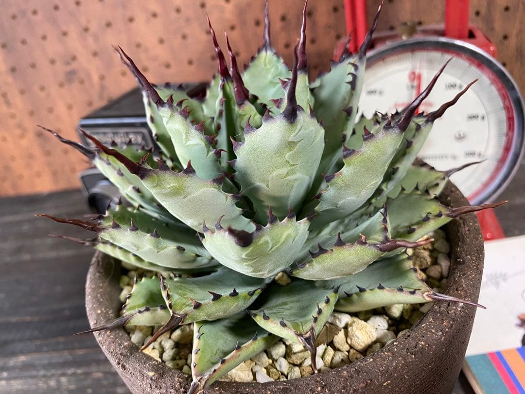 オペルクリカリア デカリー 細川政己