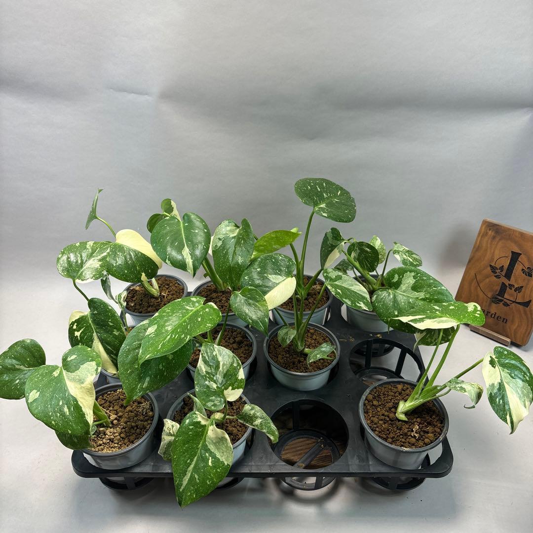 j*r様 10株セット　lsw667【特別選抜】モンステラ・タイコンステレーショ