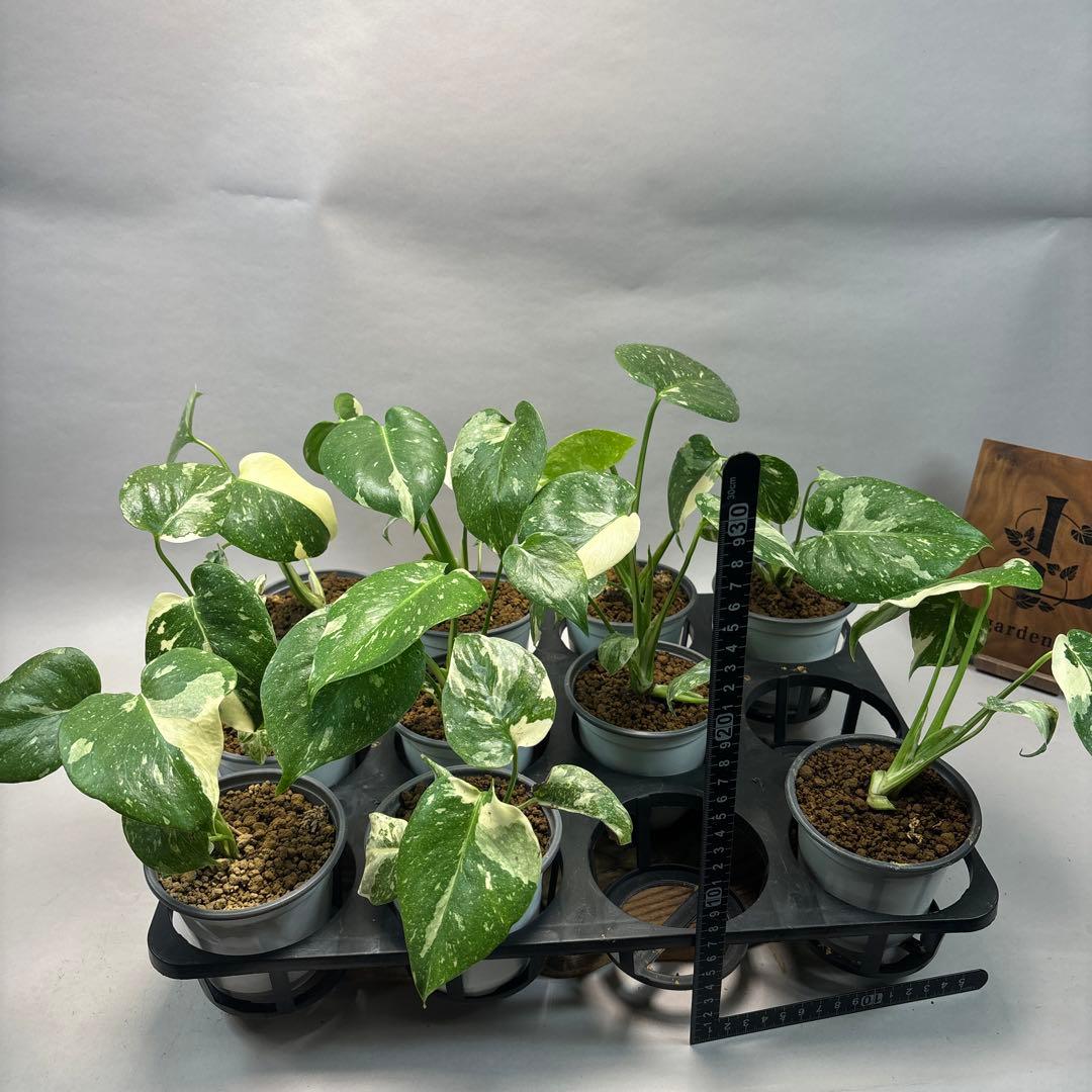 j*r様 10株セット　lsw667【特別選抜】モンステラ・タイコンステレーショ