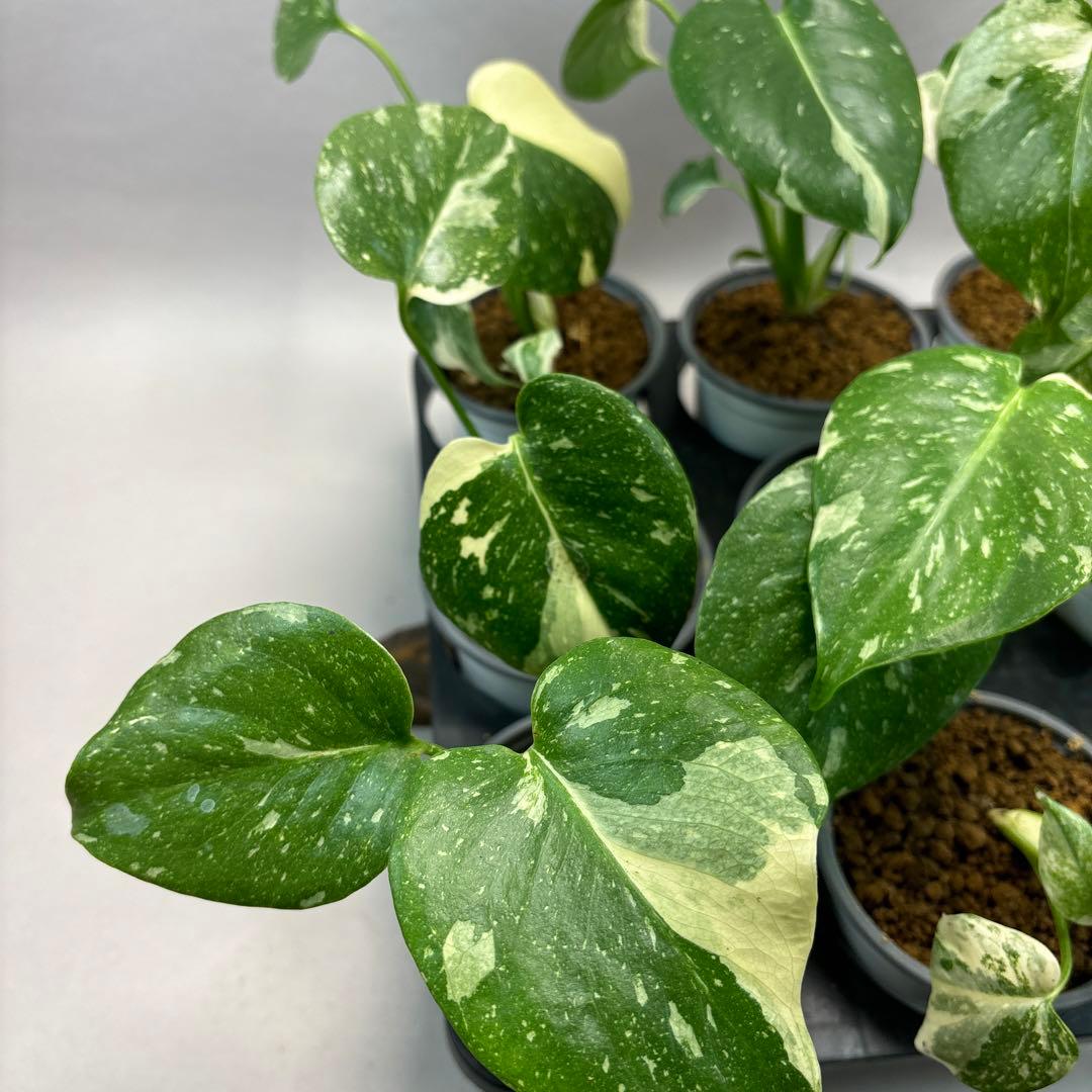 j*r様 10株セット　lsw667【特別選抜】モンステラ・タイコンステレーショ