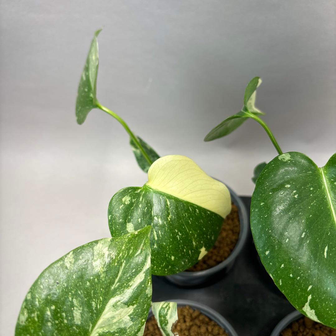 j*r様 10株セット　lsw667【特別選抜】モンステラ・タイコンステレーショ