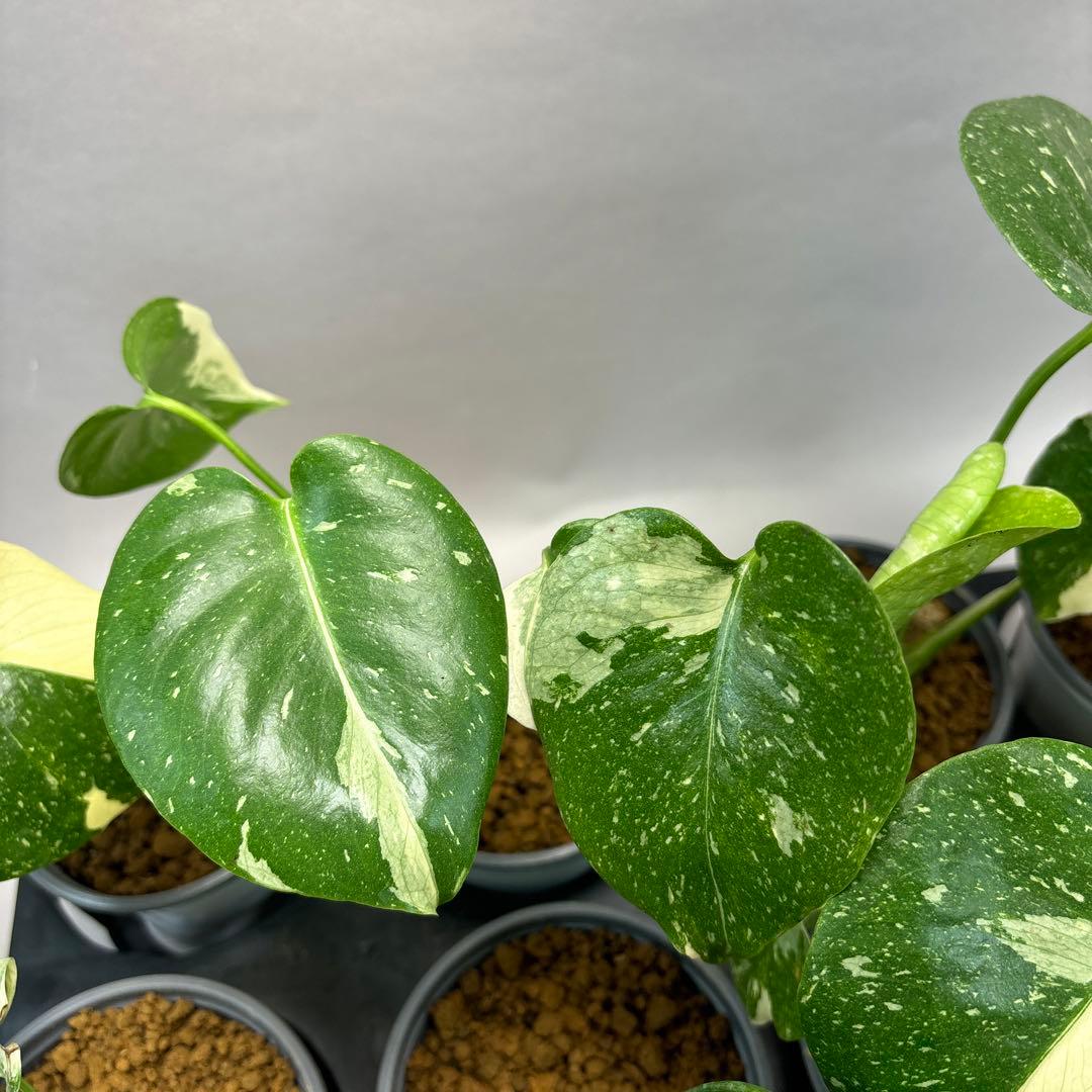 j*r様 10株セット　lsw667【特別選抜】モンステラ・タイコンステレーショ