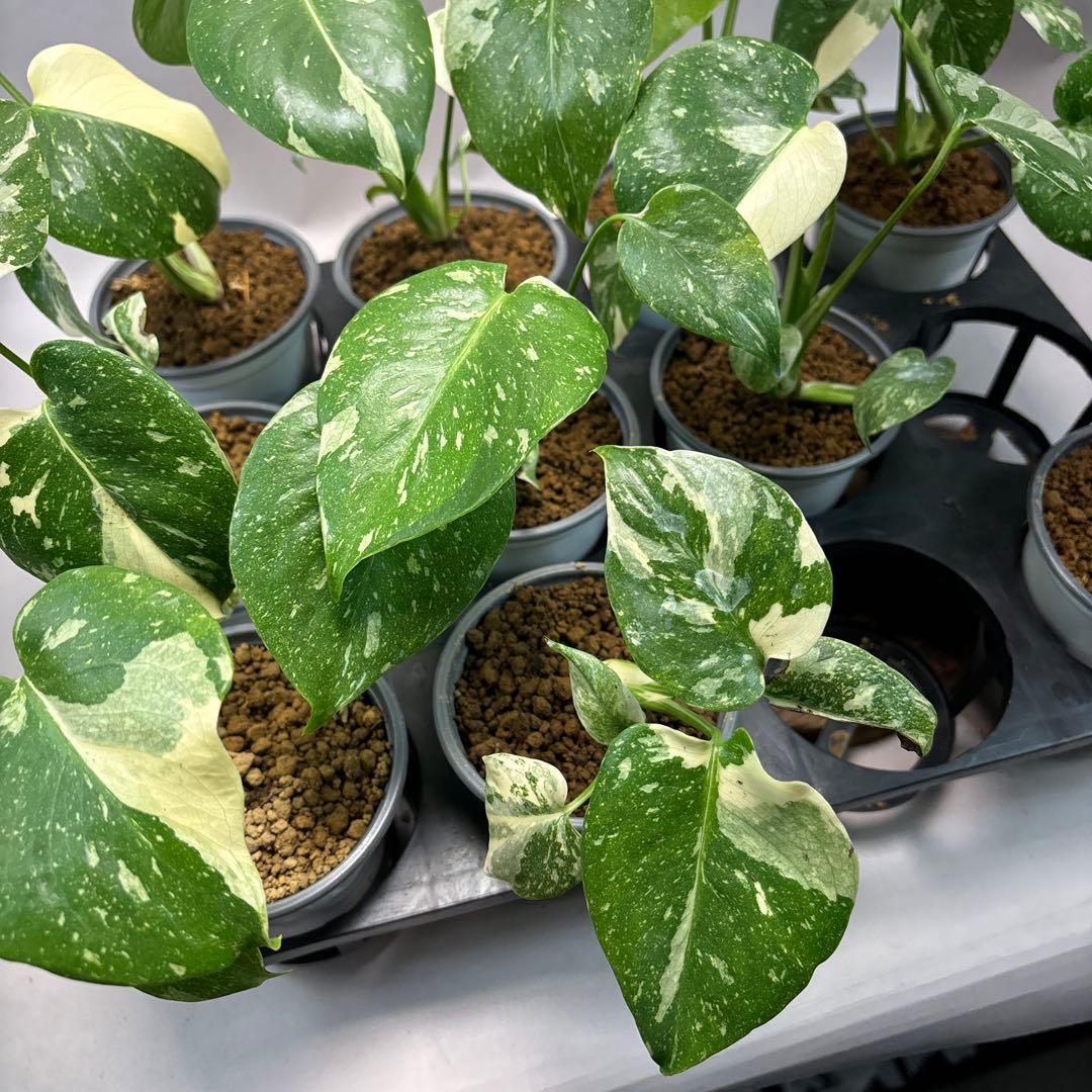 j*r様 10株セット　lsw667【特別選抜】モンステラ・タイコンステレーショ