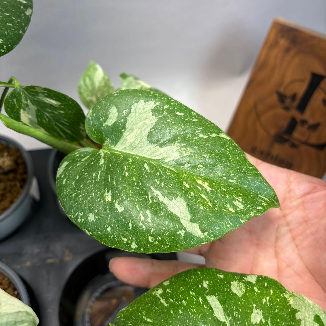 j*r様 10株セット　lsw667【特別選抜】モンステラ・タイコンステレーショ