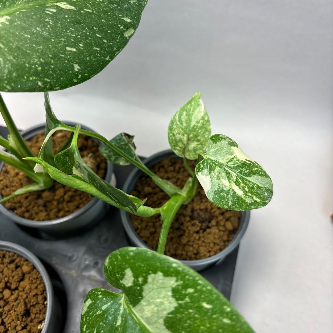 j*r様 10株セット　lsw667【特別選抜】モンステラ・タイコンステレーショ