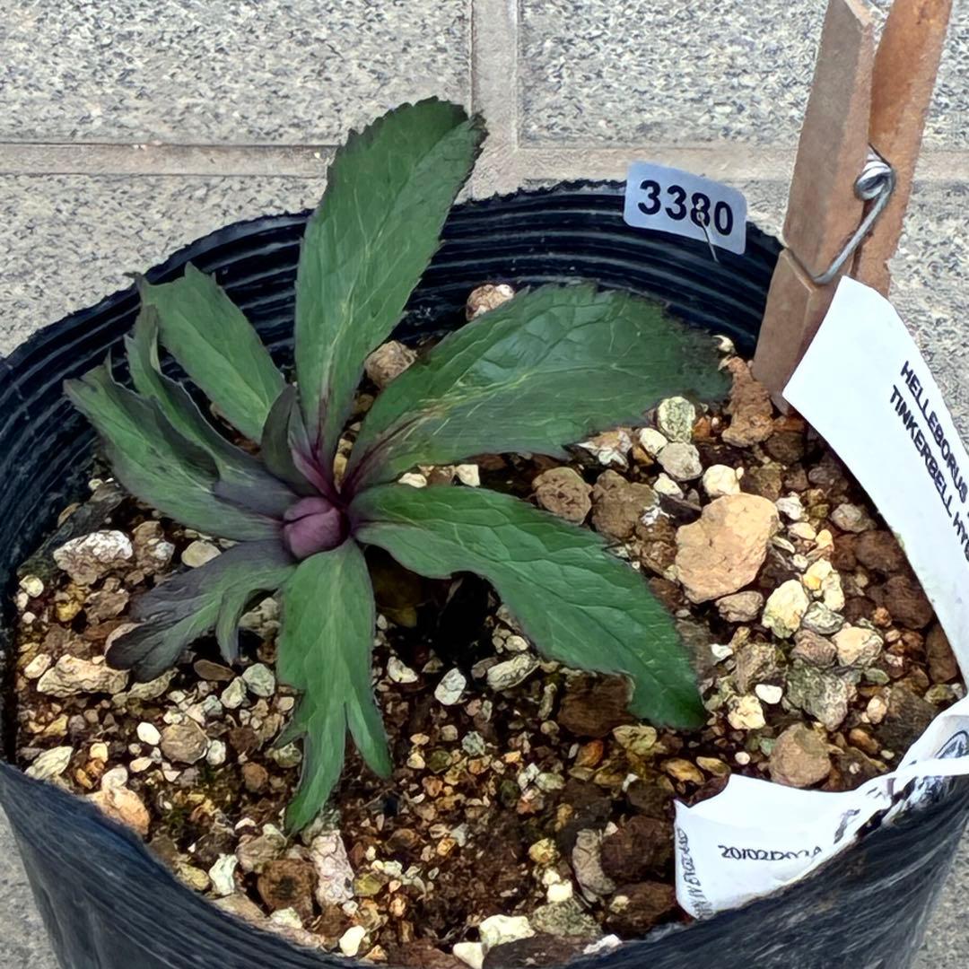 の*ん様 ☘️超レア☘️蕾付き☘️タグ付き3380⭐️TINKERBELL HY