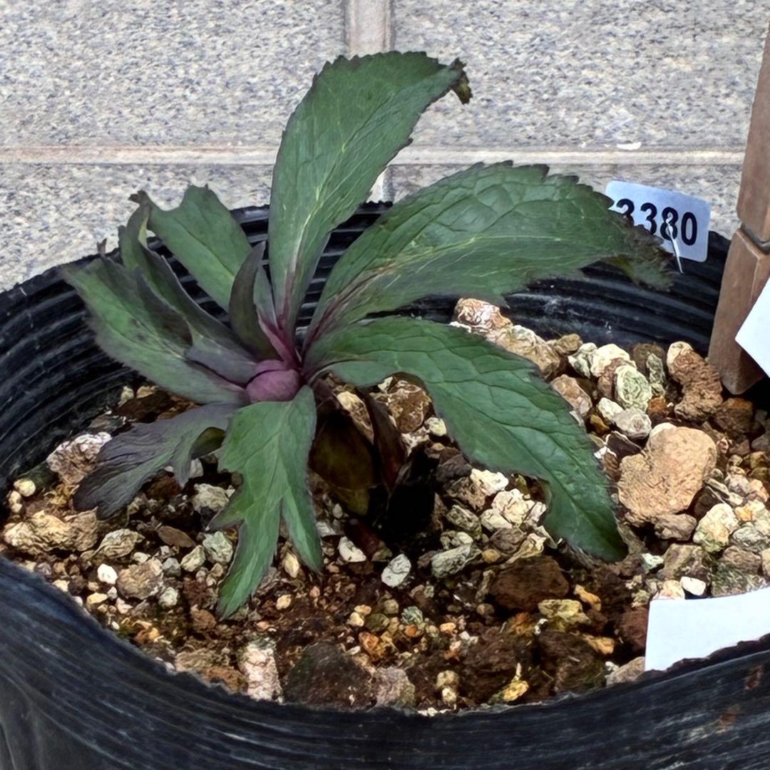 の*ん様 ☘️超レア☘️蕾付き☘️タグ付き3380⭐️TINKERBELL HY