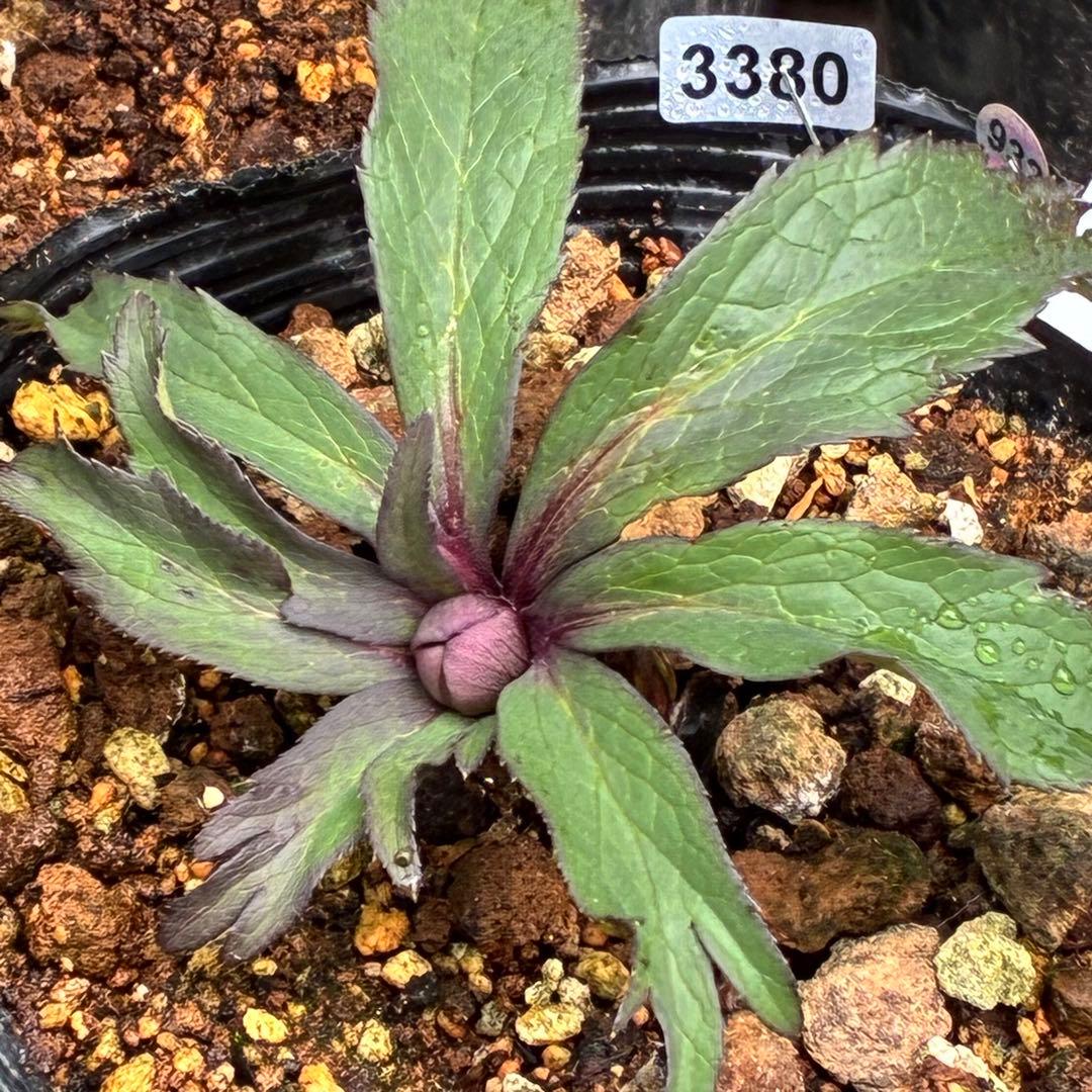 の*ん様 ☘️超レア☘️蕾付き☘️タグ付き3380⭐️TINKERBELL HY