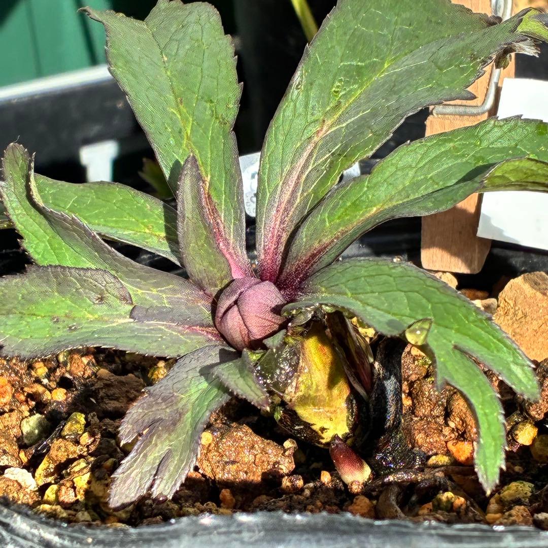 の*ん様 ☘️超レア☘️蕾付き☘️タグ付き3380⭐️TINKERBELL HY