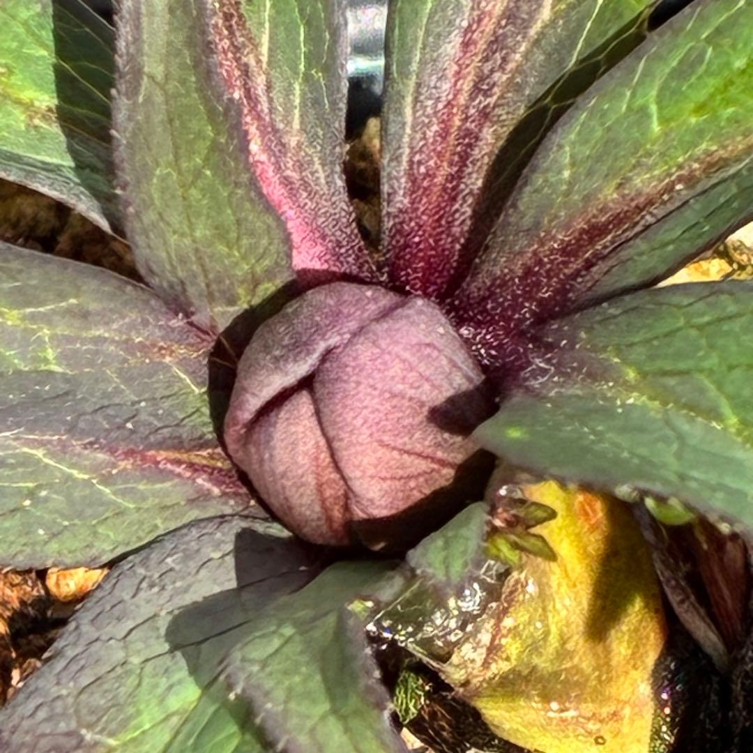 の*ん様 ☘️超レア☘️蕾付き☘️タグ付き3380⭐️TINKERBELL HY