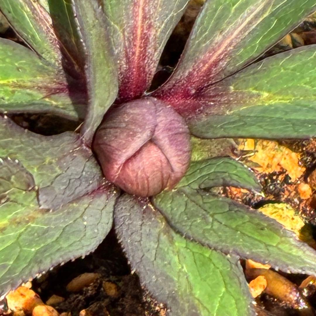 の*ん様 ☘️超レア☘️蕾付き☘️タグ付き3380⭐️TINKERBELL HY