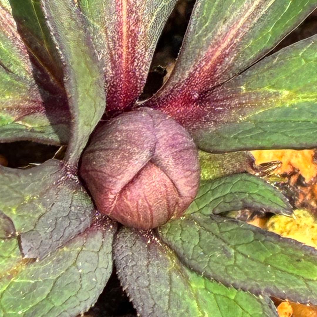 の*ん様 ☘️超レア☘️蕾付き☘️タグ付き3380⭐️TINKERBELL HY