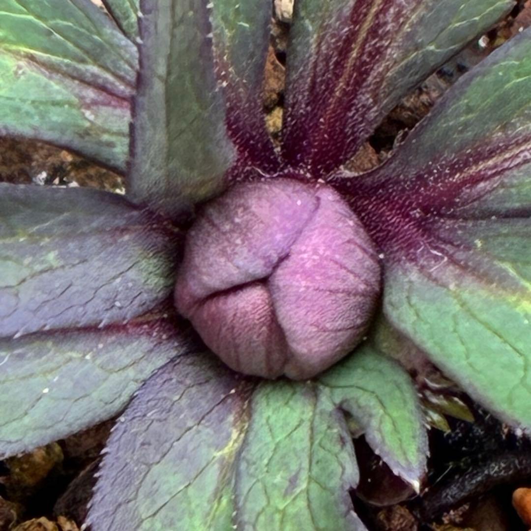 の*ん様 ☘️超レア☘️蕾付き☘️タグ付き3380⭐️TINKERBELL HY