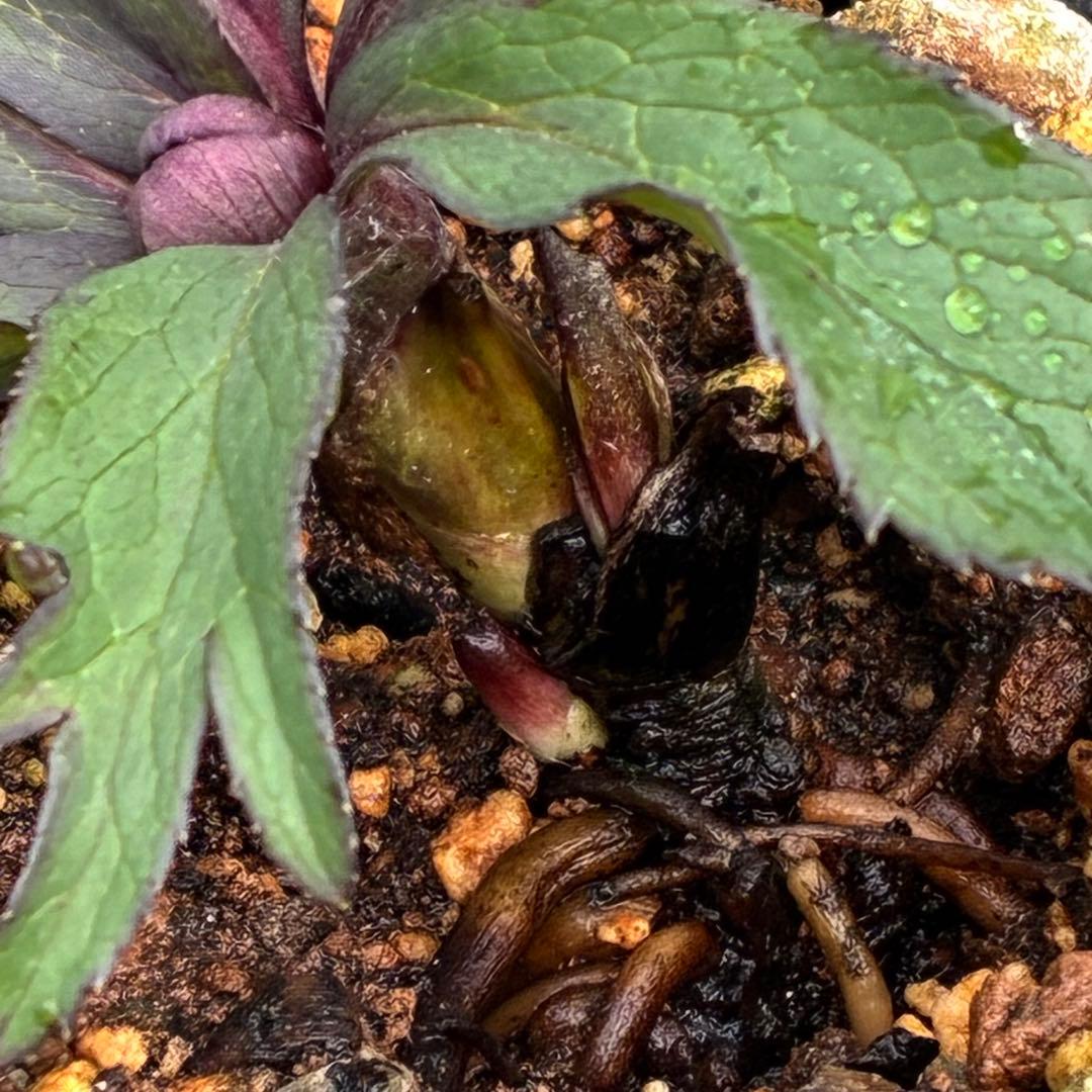 の*ん様 ☘️超レア☘️蕾付き☘️タグ付き3380⭐️TINKERBELL HY