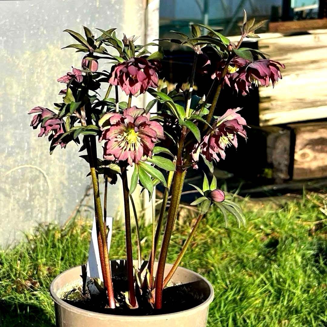 の*ん様 ☘️超レア☘️蕾付き☘️タグ付き3380⭐️TINKERBELL HY