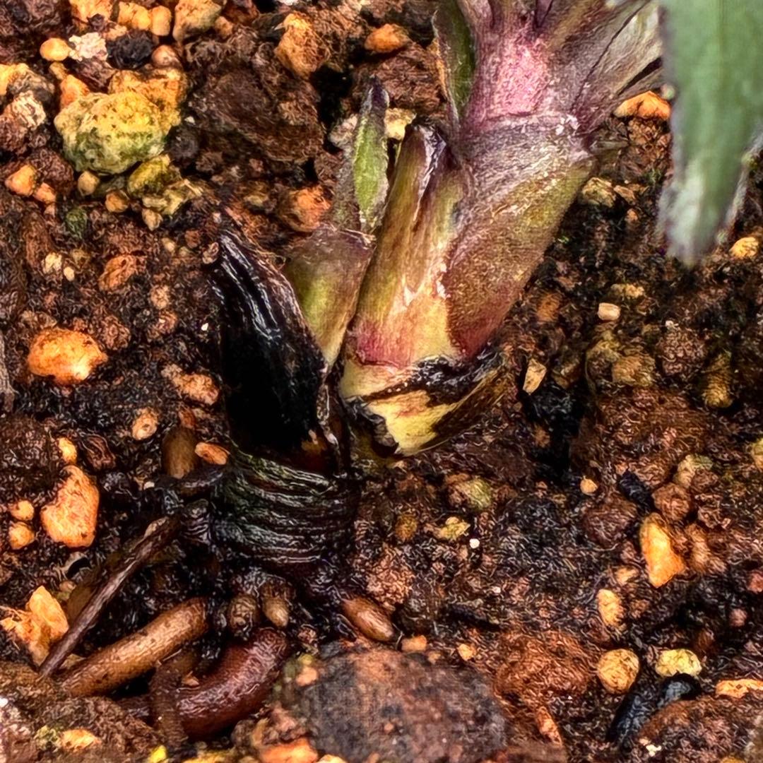 の*ん様 ☘️超レア☘️蕾付き☘️タグ付き3380⭐️TINKERBELL HY