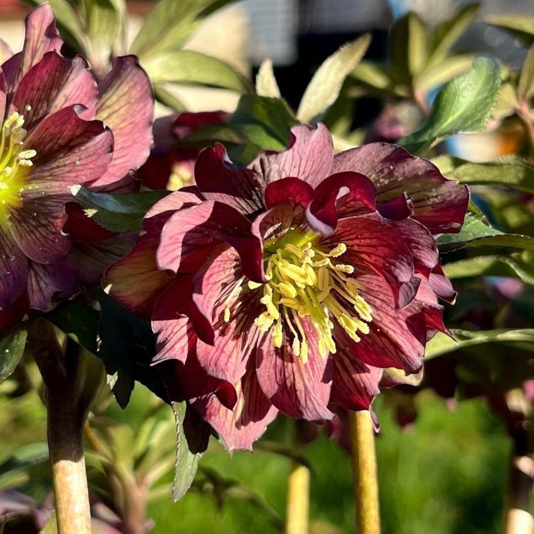 の*ん様 ☘️超レア☘️蕾付き☘️タグ付き3380⭐️TINKERBELL HY