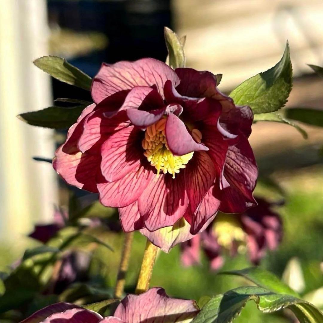 の*ん様 ☘️超レア☘️蕾付き☘️タグ付き3380⭐️TINKERBELL HY