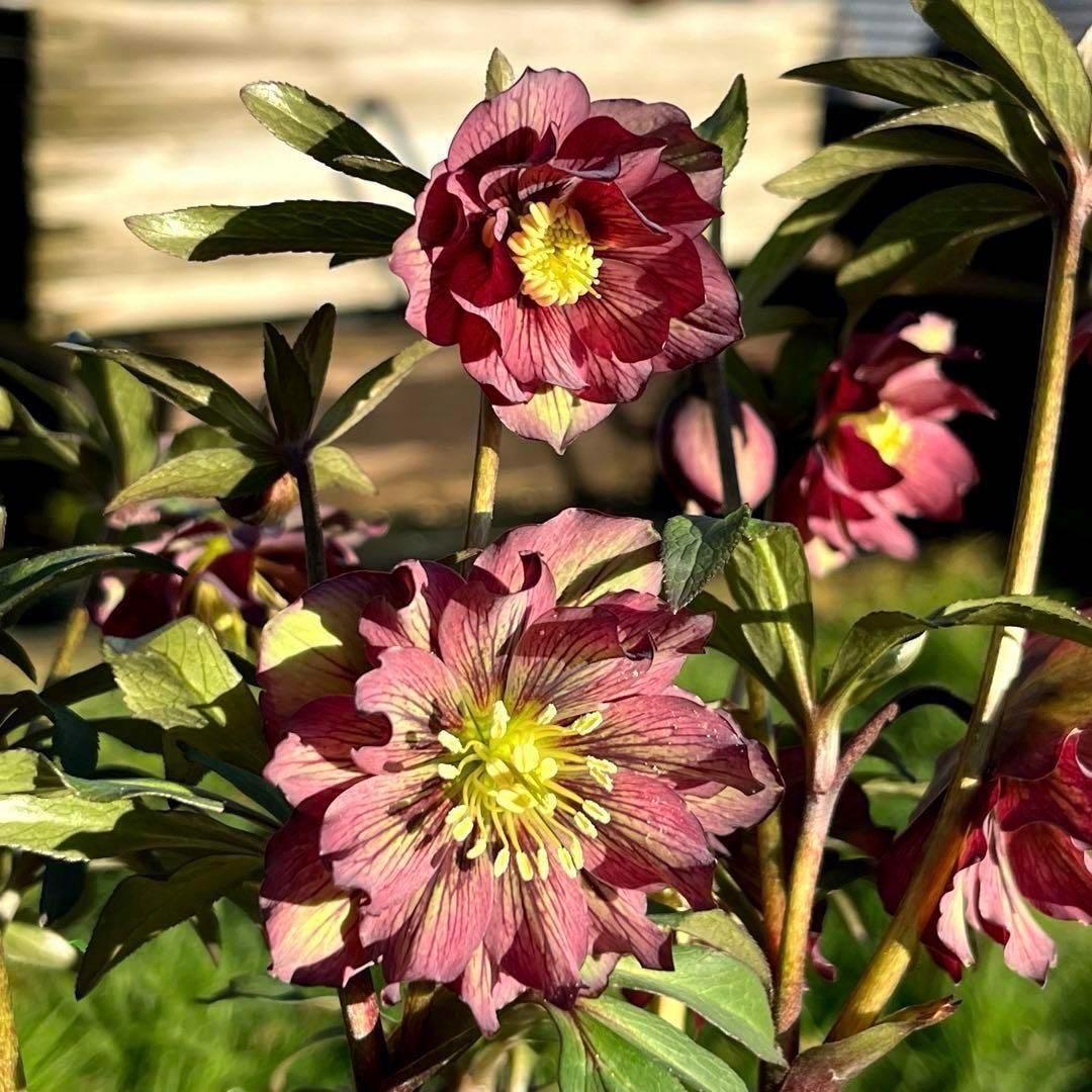 の*ん様 ☘️超レア☘️蕾付き☘️タグ付き3380⭐️TINKERBELL HY