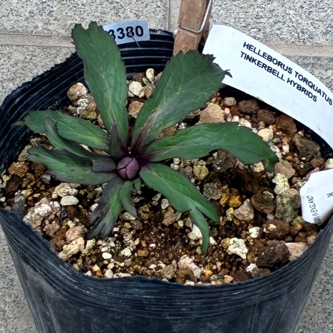 の*ん様 ☘️超レア☘️蕾付き☘️タグ付き3380⭐️TINKERBELL HY