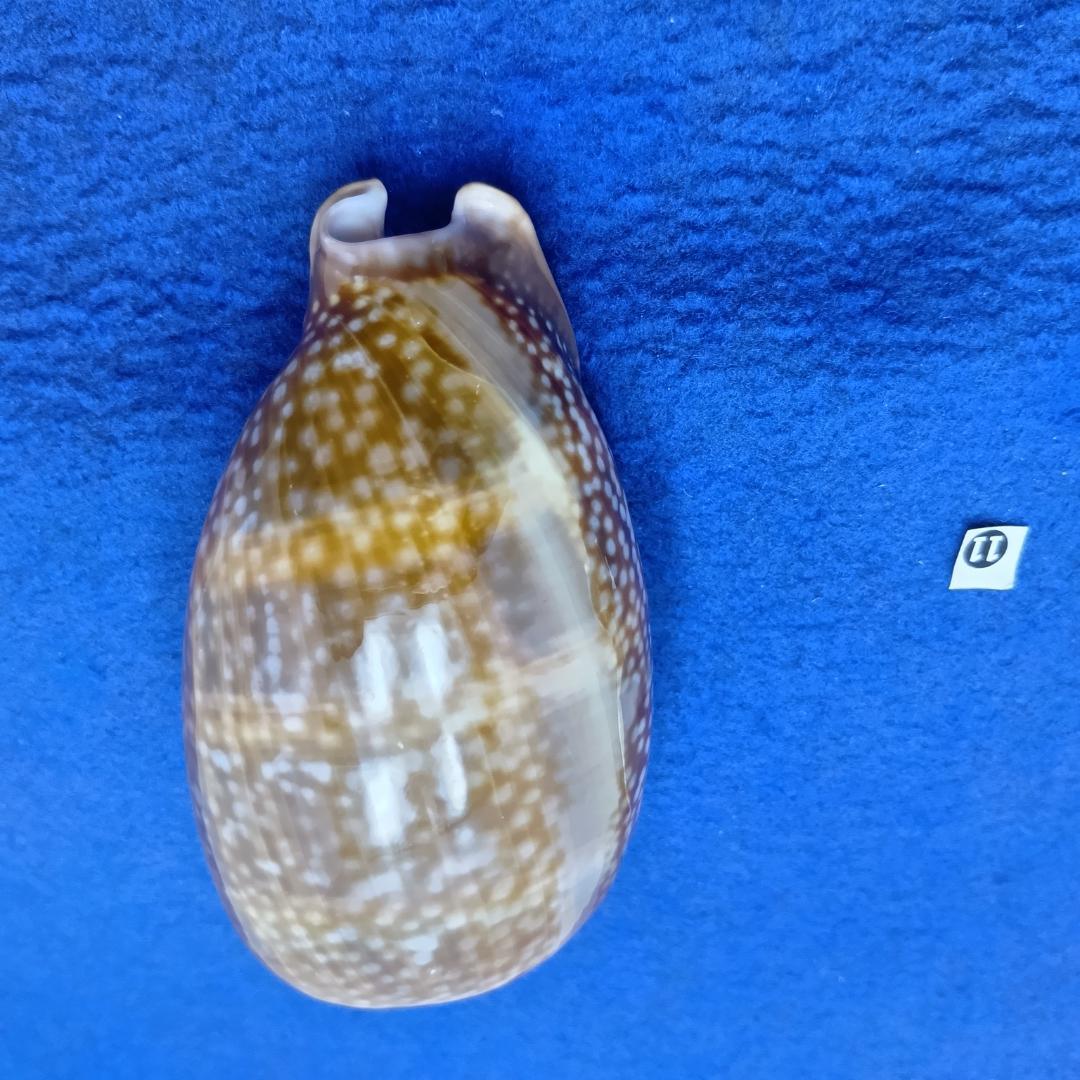 ⓯ -1貝標本シカダカラ