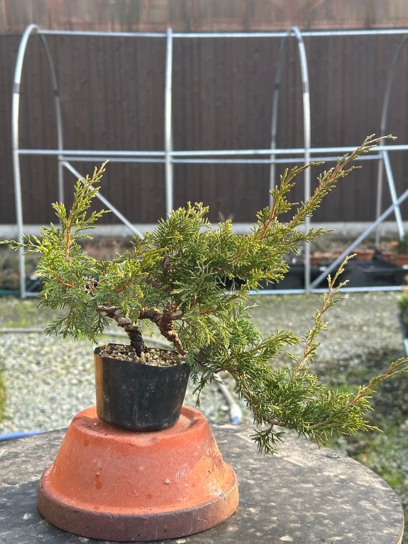 盆栽素材 糸魚川真柏3本まとめ売り