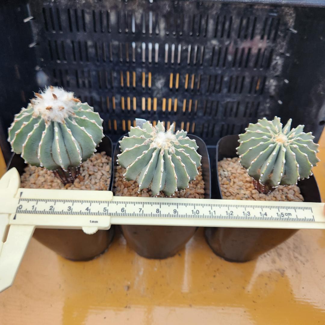 た*ん様 サボテン　ゲオヒントニアメキシカーナ