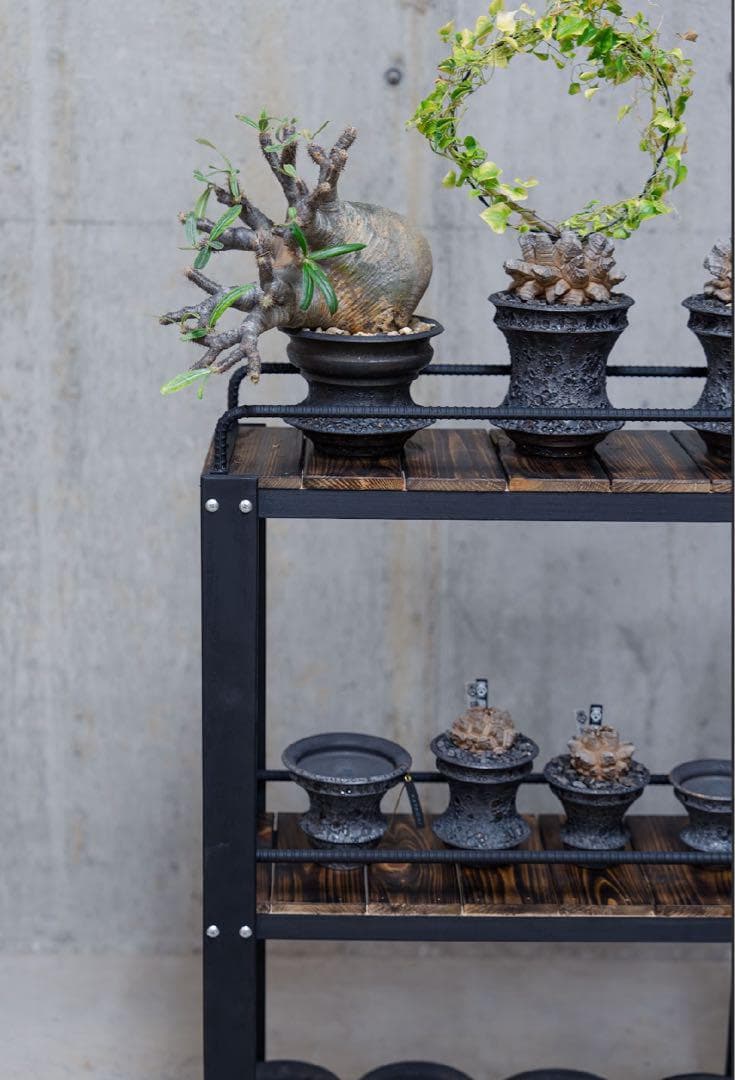 男前インテリア　植物棚　棚　収納　国産桧　ディスプレ　アガベ　塊根植物 922