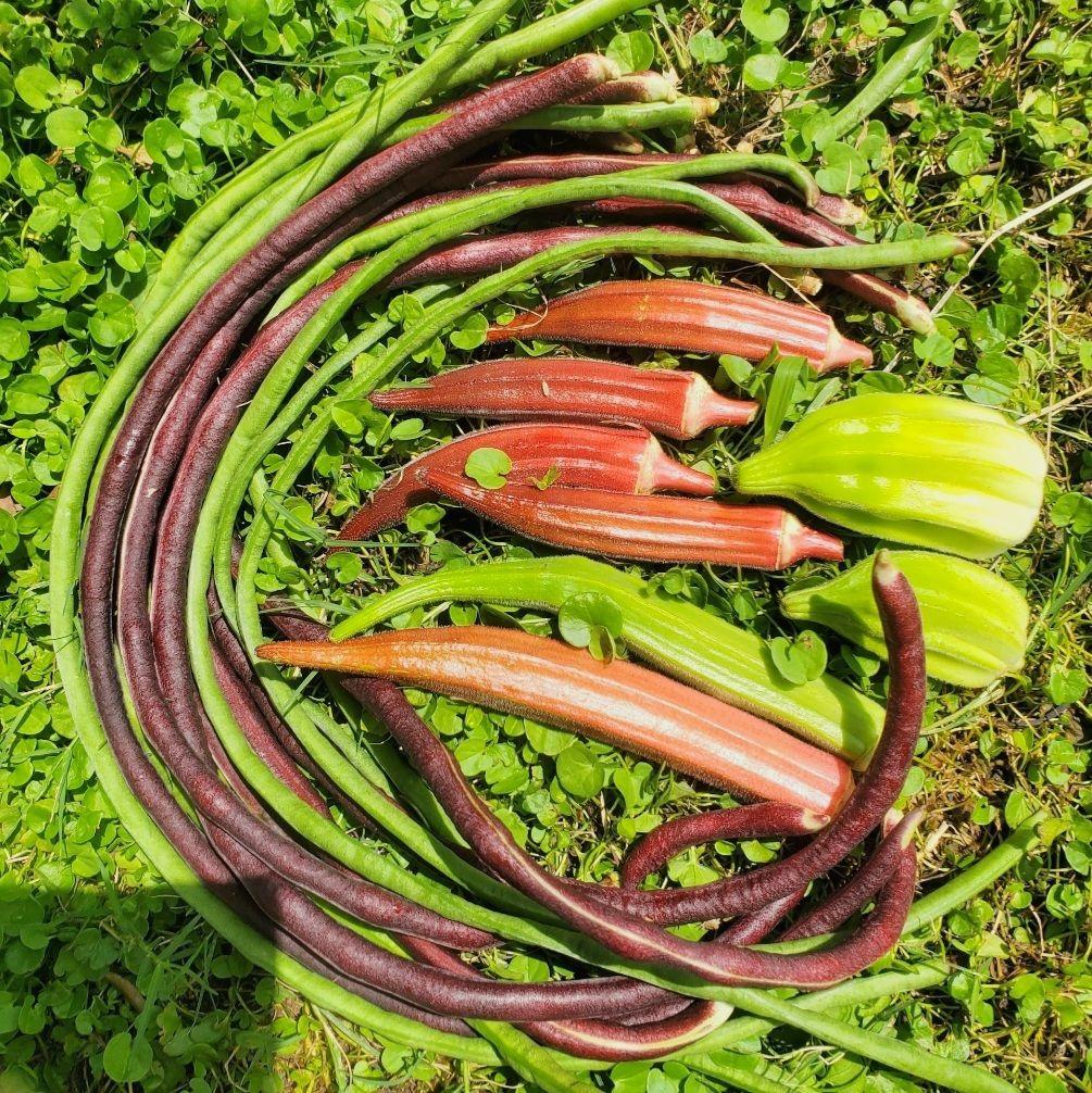 ピースバインミニトマトの種(自然栽培・固定種)