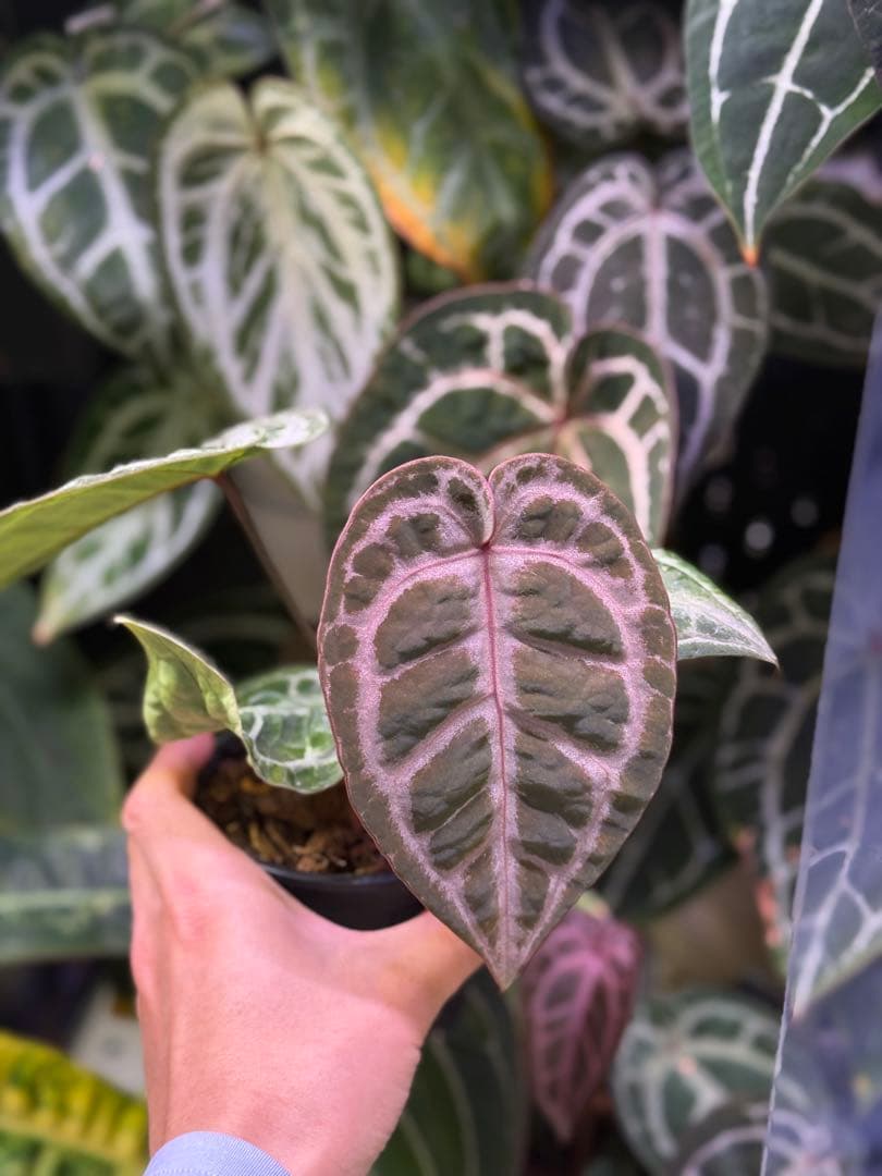 その他観葉植物 Anthurium SKG sliver x Red Crystall self