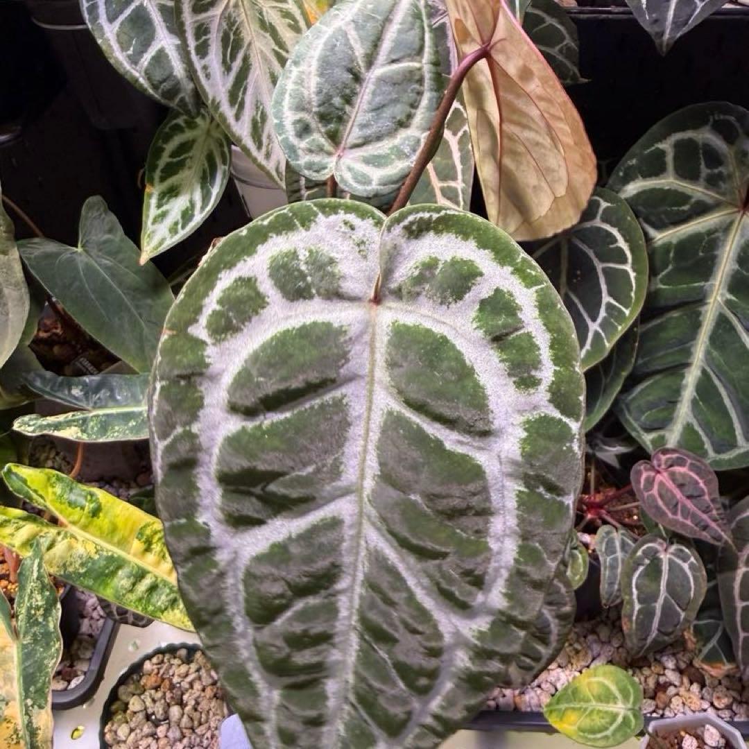 その他観葉植物 Anthurium SKG sliver x Red Crystall self